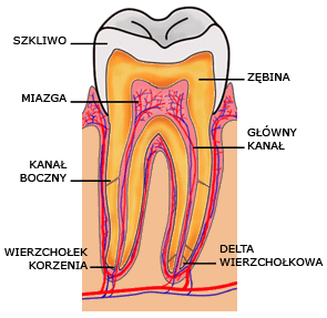 Endoncja zęba